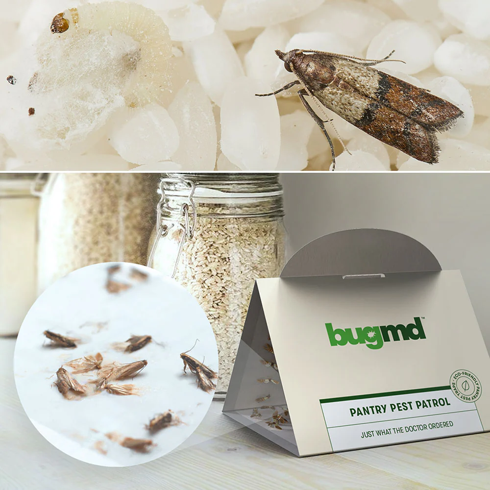 BugMD - Pantry Pest Patrol - Image 5